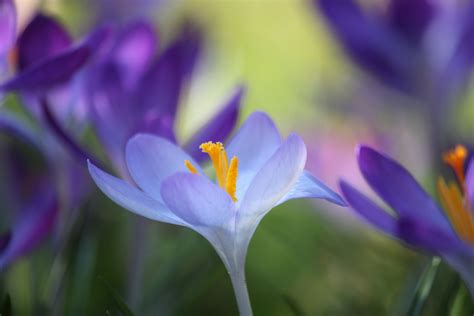 Free Photo Crocus Blooming Flower Fragrance Free Download Jooinn