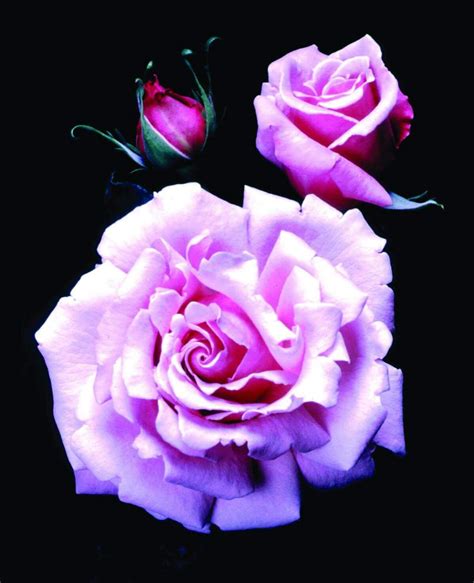 Memorial Day Rose Rose Beautiful Flowers Garden Peace Rose