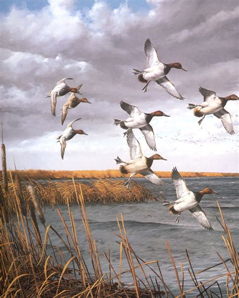 Работы художника David Maass 101 работ Waterfowl Art Hunting Art