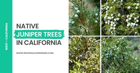 Juniper Trees In California 5 Native Types You Must Know Regional