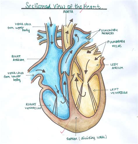 Clipart Pictures Human Heart Free Images At Vector Clip