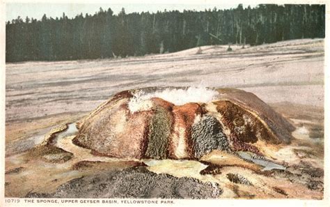 Vintage Postcard 1920s Sponge Upper Geyser Basin Yellowstone National