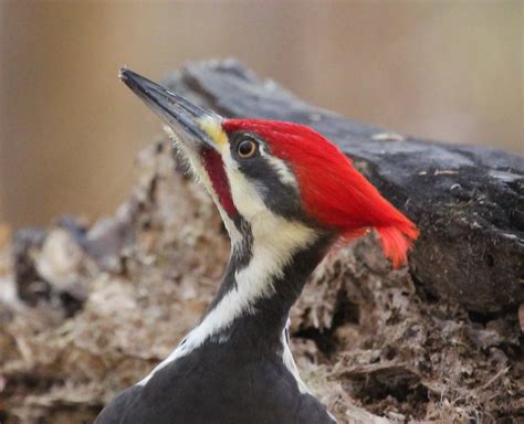 2021 Bird Of The Year Pileated Woodpecker Dryocopus Pileatus