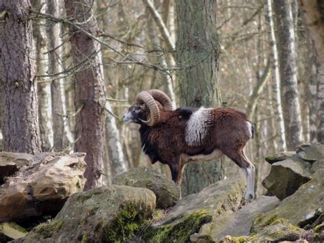 Le Mouflon Corse