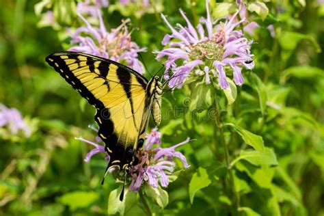 Closeup Of Eastern Tiger Swallowtail Butterfly On Bee Balm Wildflower