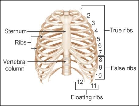 Rib Cage Muscles Labeled The Intercostal Muscles Of The Ribcage I