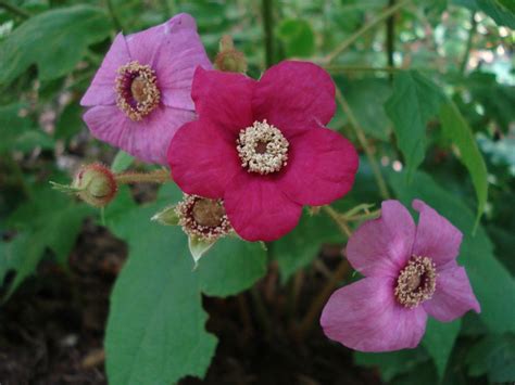 Apply two inches of compost to beds every spring. Purple-Flowering Raspberry, Rubus odoratus, Shrub Seeds ...