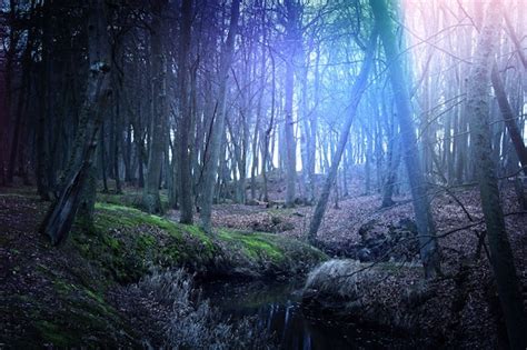 Free Photo Magical Dark And Mysterious Forest
