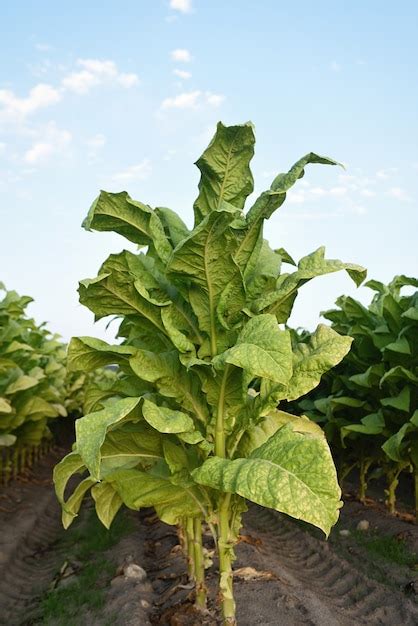 Gran planta de tabaco en plantación Foto Premium