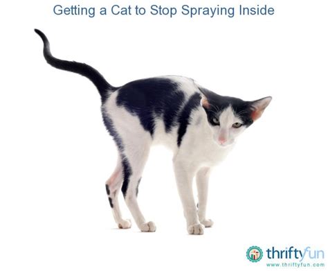 Spraying certainly isn't a male behaviour. Getting a Cat to Stop Spraying Inside | ThriftyFun