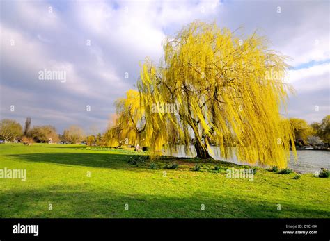 Yellow Weeping Willow Tree On River Bank Stock Photo Alamy
