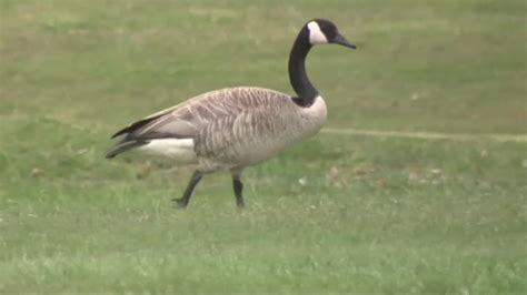 How To Handle Aggressive Canadian Geese