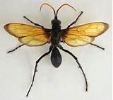 Images of Hawk Wasp