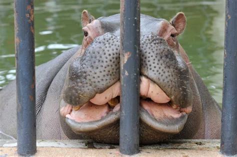 Bored Hippo Cute Hippo Hippopotamus Baby Hippo