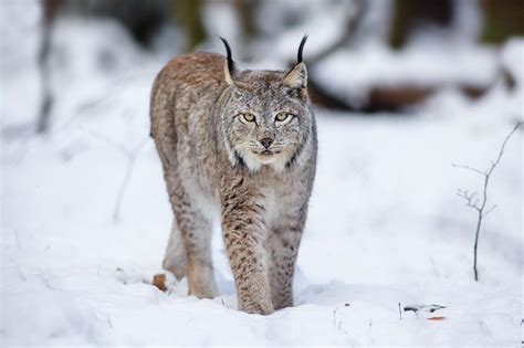 Hd Cats Lynx Animals Winter Snow Hd Desktop Wallpaper