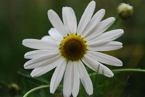 Free Images Flower Flowering Plant Oxeye Daisy White Petal