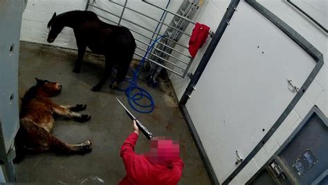 Undercover Footage Shows Tiny Ponies Slaughtered For Their Meat In