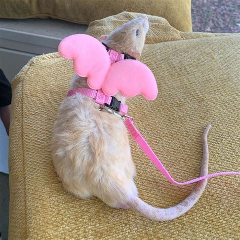💕 💕 💕 On Instagram “perfect Pink Sweet Boy Rat Rats