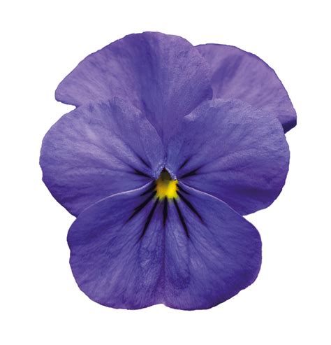 Violet Flower Png Transparent Images Png All