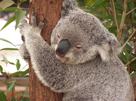 Fotos Gratis Fauna Silvestre Mamífero Australia Vertebrado Coala