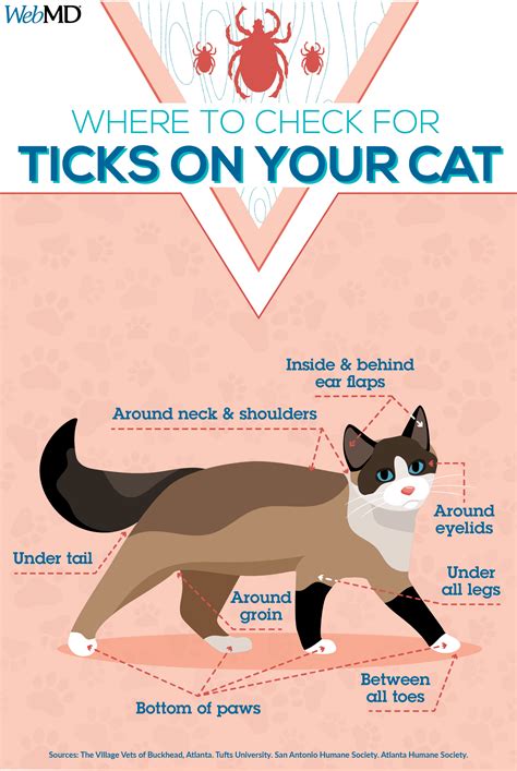 Black Ticks On Cats Symptoms Role Podcast Pictures Library