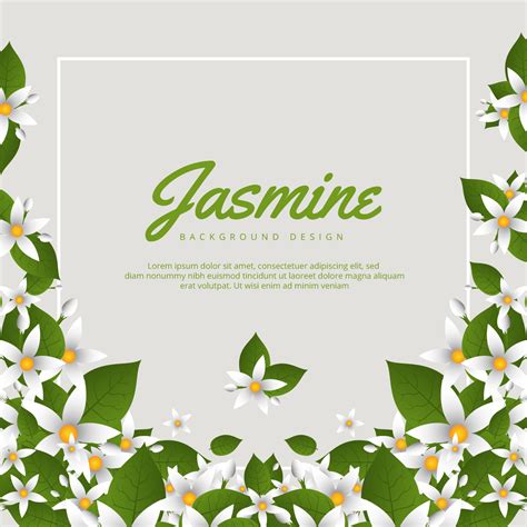 Jasmine Flower Background 226194 Vector Art At Vecteezy