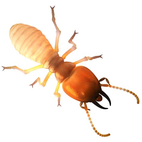 Red bluff, caredding, cafairfield, ca. How to Tell the Difference Between Flying Ants and ...