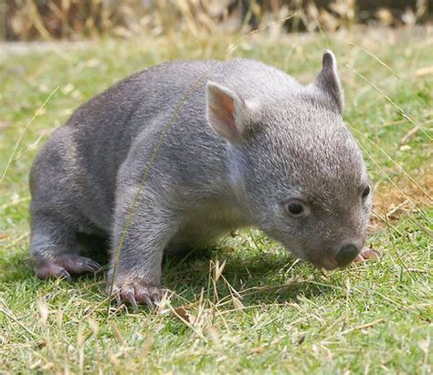 Baby Wombat Cute Wombat Baby Wombat Australia Animals