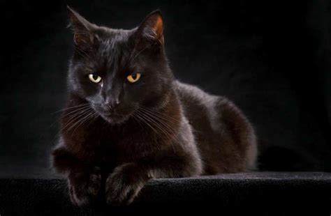 Das traumsymbol katze ist interessant zu deuten. 10 Gründe eine schwarze Katze zu adoptieren ,grenzenlose ...