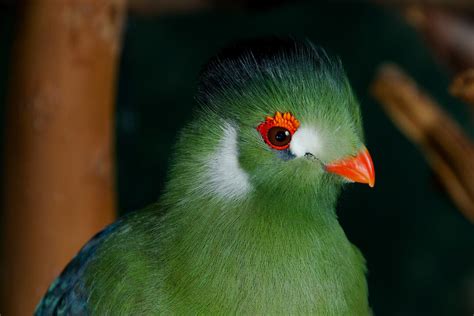 8 Green Birds From Around The World Audubon