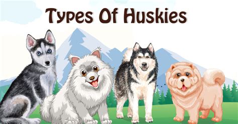 Ultimate Guide Of 18 Types Of Huskies With Infographics