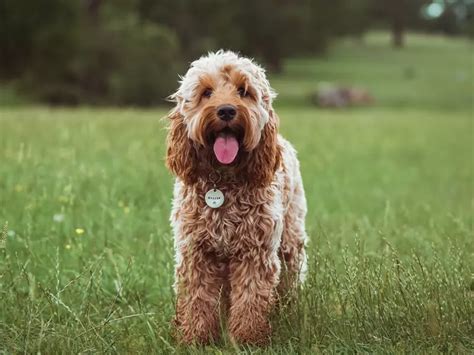 What Is The Average Life Expectancy For A Cockapoo Miniature Friends