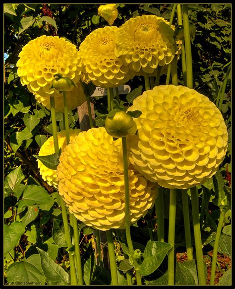 Yellow Puff Ball Dahlias Scott Smithson Flickr