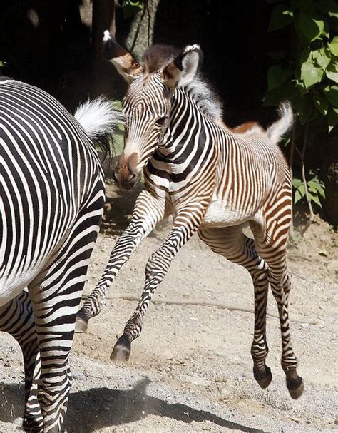 Baby Zebra Savanna Animals Wild Baby Zebra Zebras