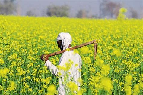 No Commercial Release Of Gm Mustard Till 17 October Supreme Court Mint