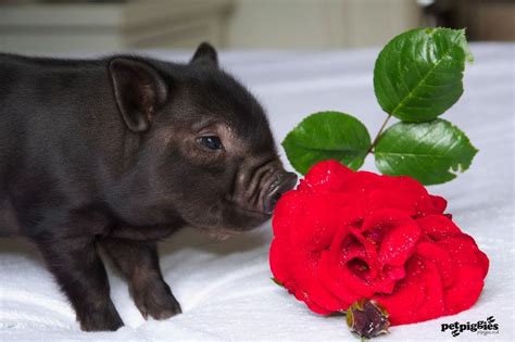 Micro Pig At Valentines Micro Piglets Cute Piglets Pig Pictures