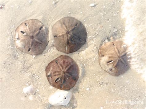 How To Identify Differences Between Live And Dead Sand Dollars I Love