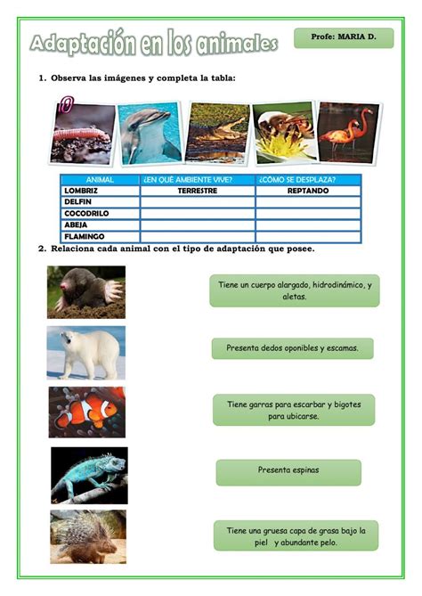 Adaptación en animales worksheet Adaptaciones de los animales