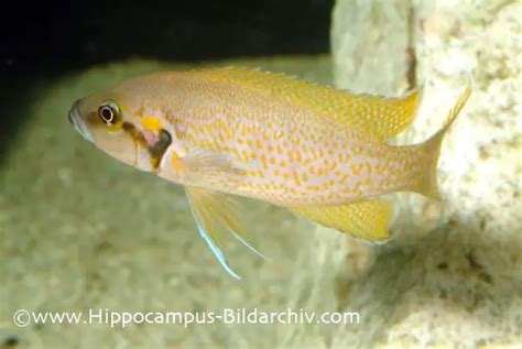 Neolamprologus Helianthus Sunflower Lamprologus — Seriously Fish