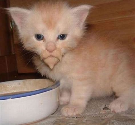 24 Funny Pictures Of Cats Making A Mess When Eating We Love Cats And
