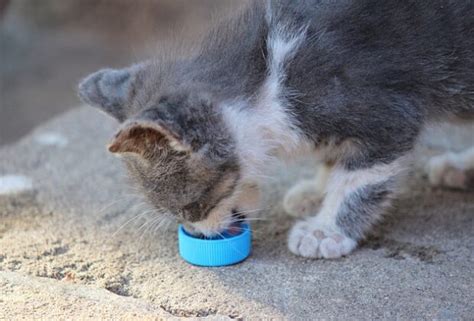 While teaching your pup to eat solid food, keep the training fun and low pressure. When Can Kittens Eat Solid Food?