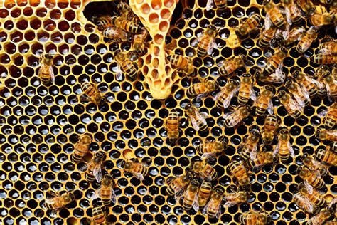 Insect enemies of the at times bees become their own deadly enemy. Research Update: Are bee diseases linked to pesticides ...