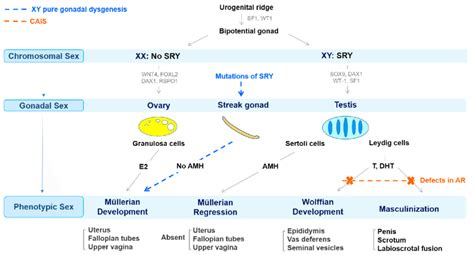 A Schematic Diagram Of Different Pathways Involved In Sexual Download Scientific Diagram