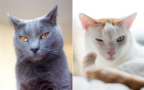 Funny Cat Photography Grey Cat And White Cat Blinking By Mark Rogers