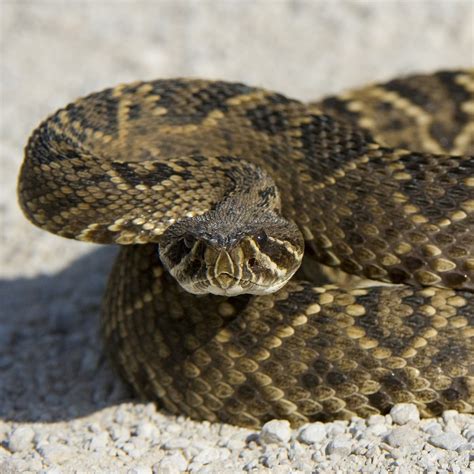 Eastern Diamondback Rattlesnake National Geographic