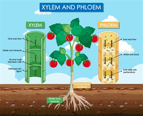 Diagram Showing Xylem And Phloem Plant 6581680 Vector Art At Vecteezy