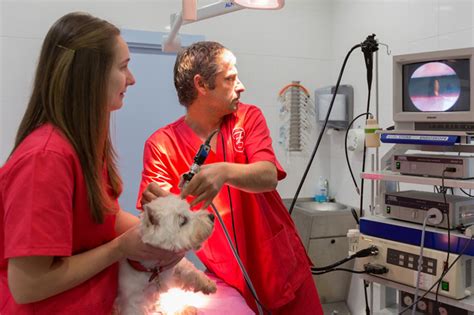 Endoscopia Para Perros En Solares Clínica Veterinaria Solares Y