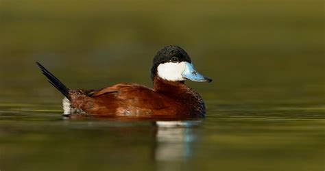 Ruddy Duck Life History All About Birds Cornell Lab Of Ornithology