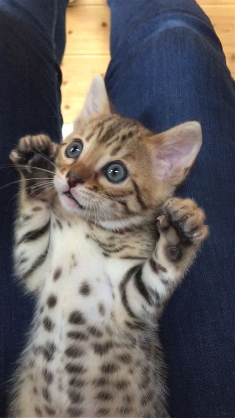 Beautiful Bengal Kitten Sire For Sale Bengal For Sale