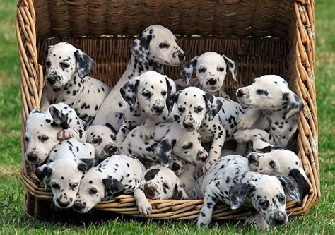 101 Dalmatians Puppies Lived Here Lower Marsh Farm